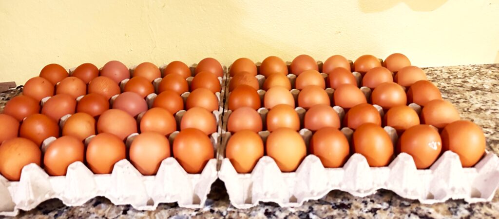 2 Tray (60 Eggs)